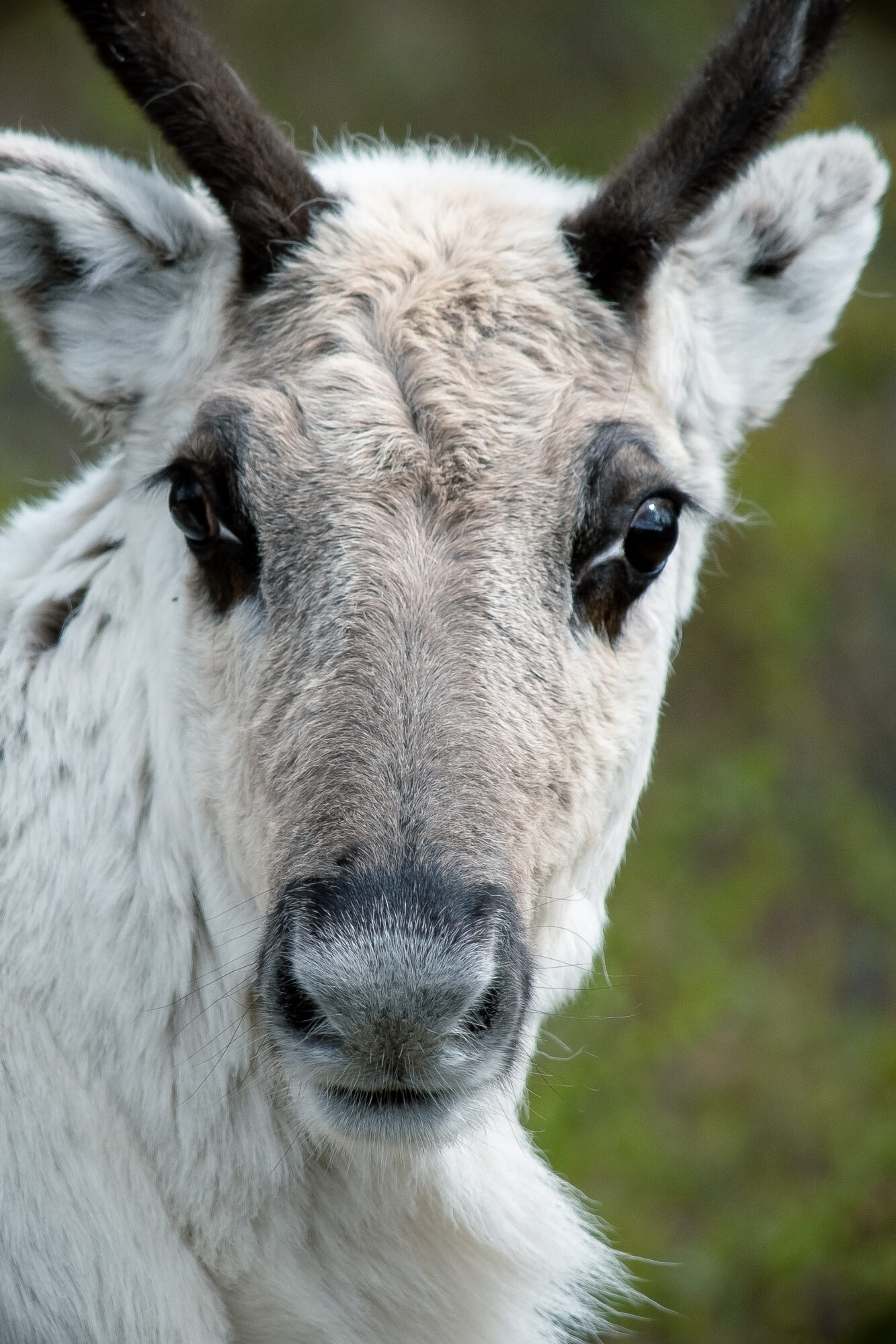 Valkko poronvasa kesällä. Kuvaaja Juho Iisakki Niemelä.