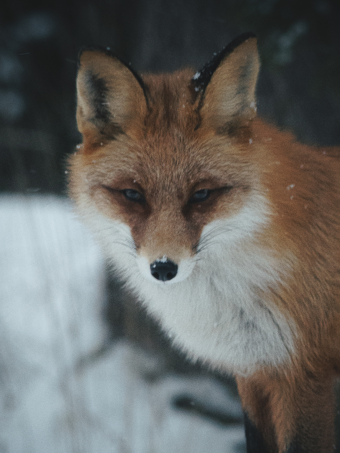 Kettu lumisateessa. Kuvaaja Juho Iisakki Niemelä.