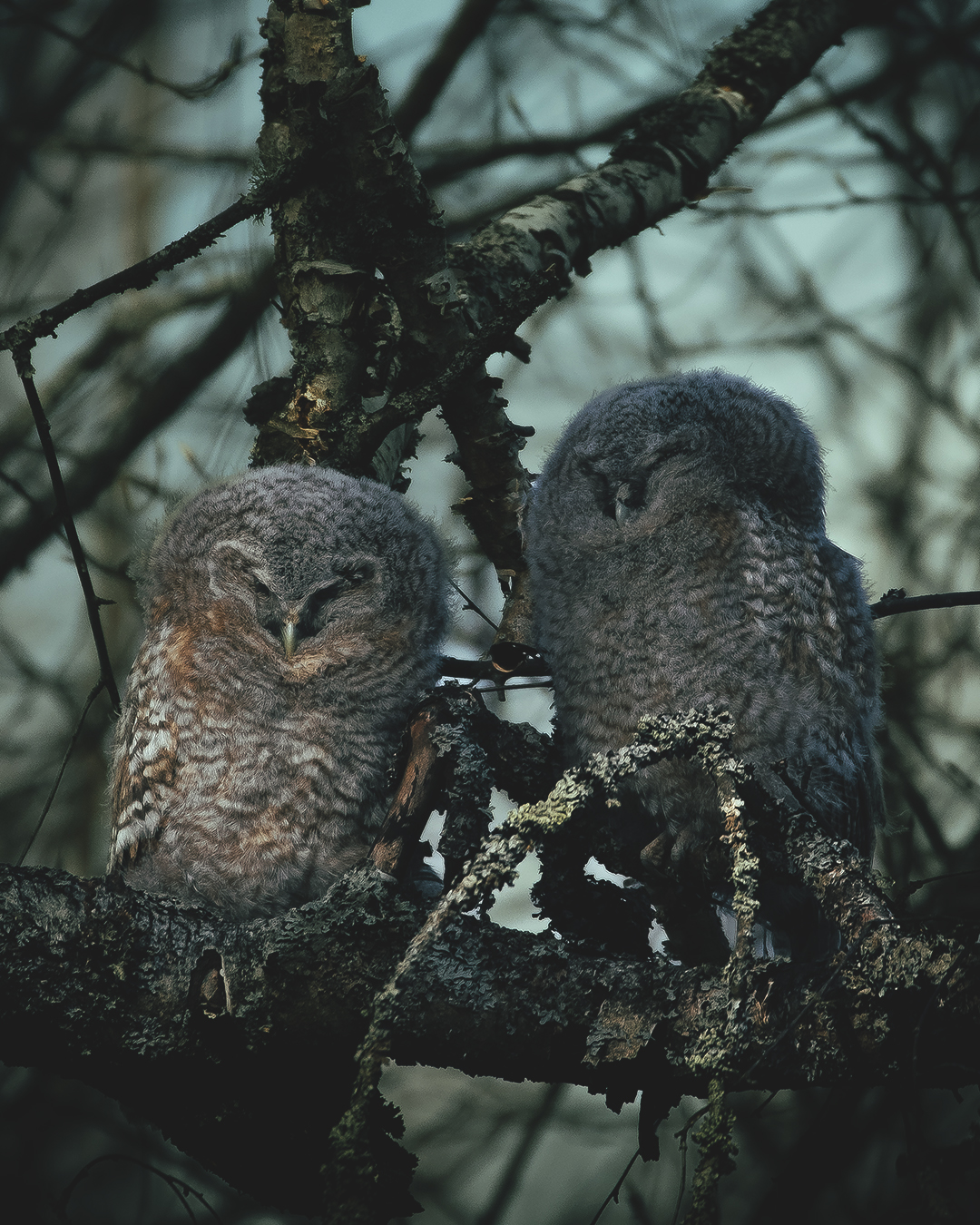 Lehtopöllön poikaset. Kuvaaja Juho Iisakki Niemelä.