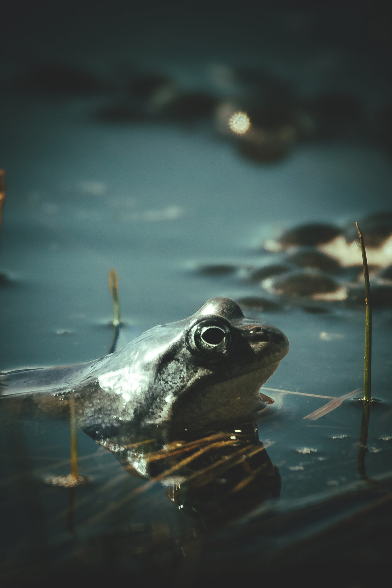 Sammakko keväisellä järvellä. Kuvaaja Juho Iisakki Niemelä.